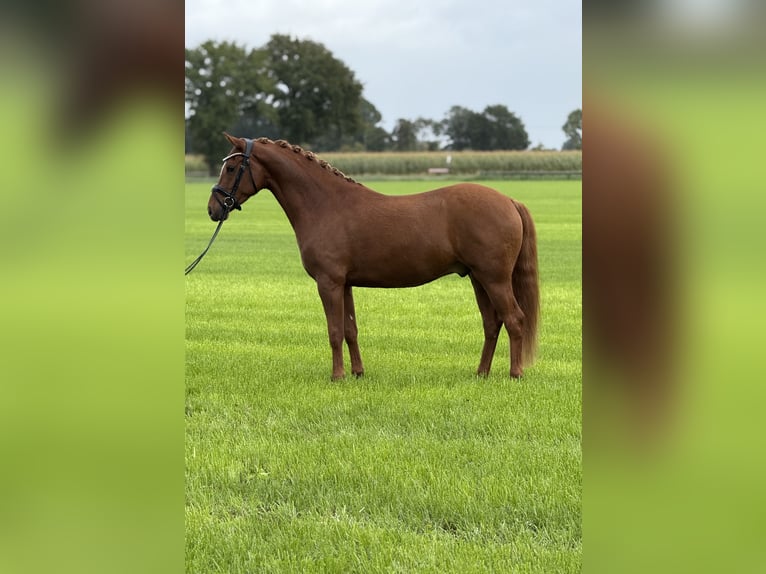 German Riding Pony Gelding 3 years 15 hh Chestnut-Red in Emlichheim