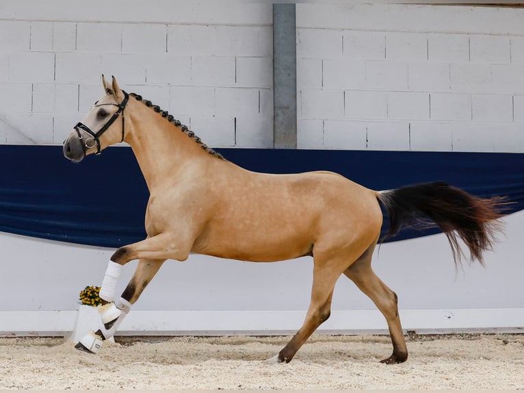 German Riding Pony Gelding 3 years 15 hh Dun in Marsberg