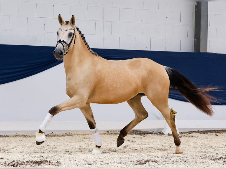 German Riding Pony Gelding 3 years 15 hh Dun in Marsberg