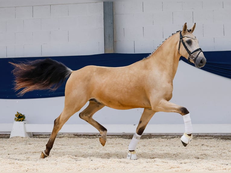 German Riding Pony Gelding 3 years 15 hh Dun in Marsberg