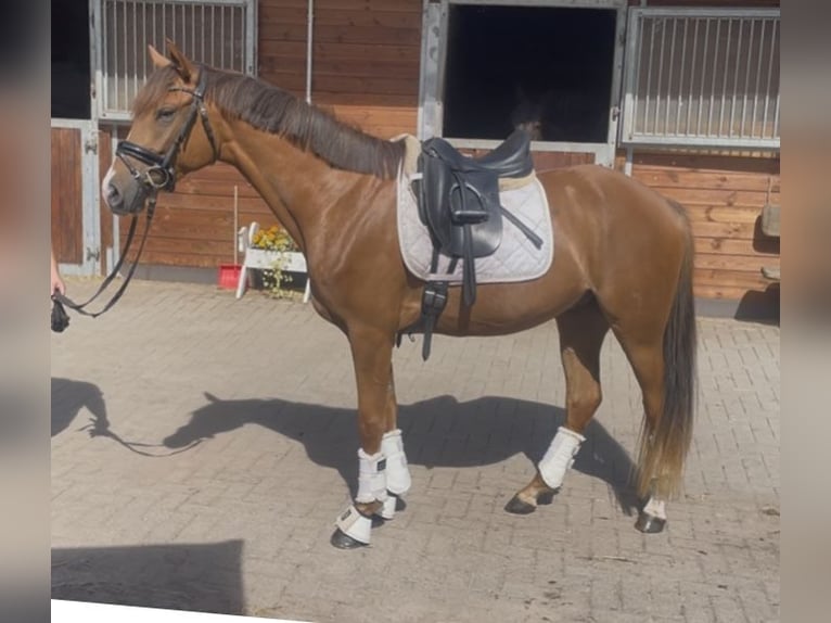 German Riding Pony Gelding 3 years 15,1 hh Chestnut-Red in Gro&#xDF; sehlingen