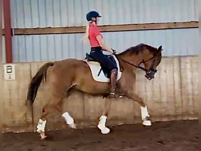German Riding Pony Gelding 3 years 15,1 hh Chestnut-Red in Gro&#xDF; sehlingen