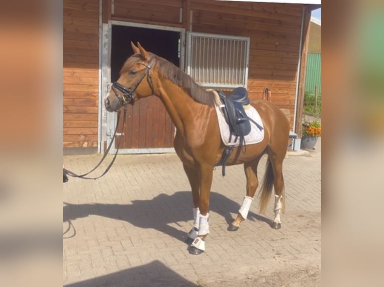 German Riding Pony Gelding 3 years 15,1 hh Chestnut-Red in Gro&#xDF; sehlingen