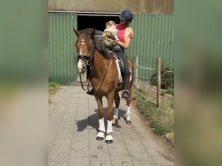 German Riding Pony Gelding 3 years 15,1 hh Chestnut-Red in Gro&#xDF; sehlingen