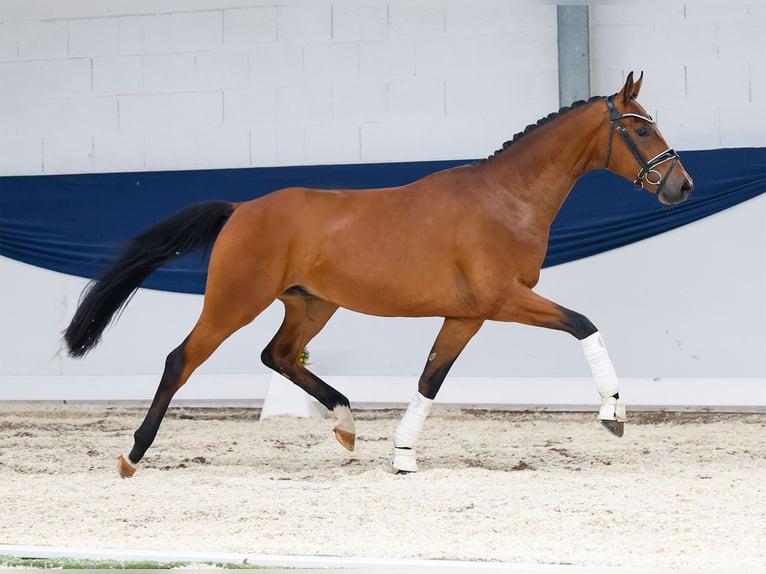 German Riding Pony Gelding 3 years 15,2 hh Brown in Marsberg