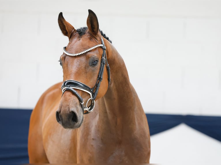 German Riding Pony Gelding 3 years 15,2 hh Brown in Marsberg