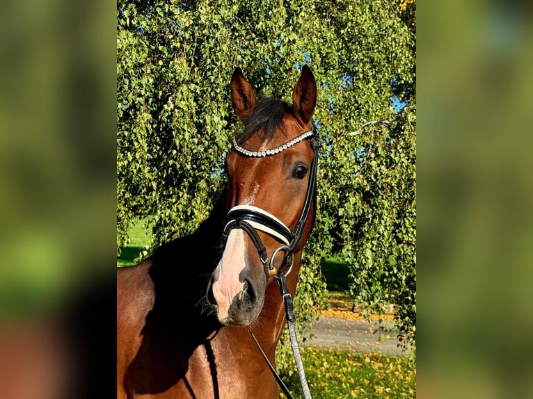 German Riding Pony Gelding 3 years 16,1 hh Brown in R&#xF6;ttingen