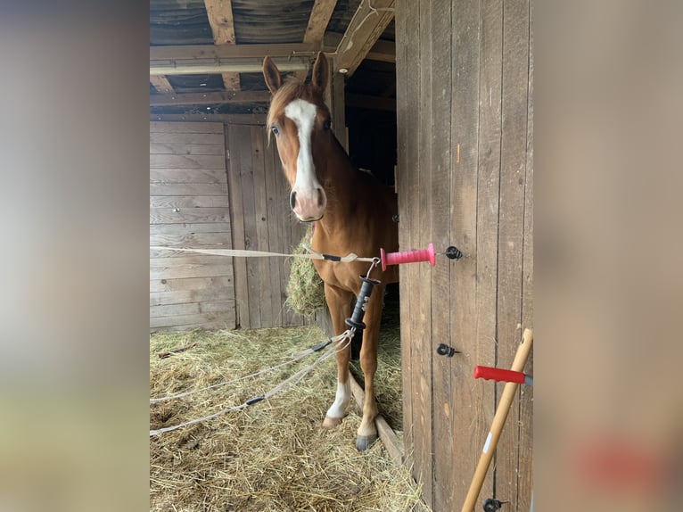 German Riding Pony Gelding 3 years in Bad Dürkheim