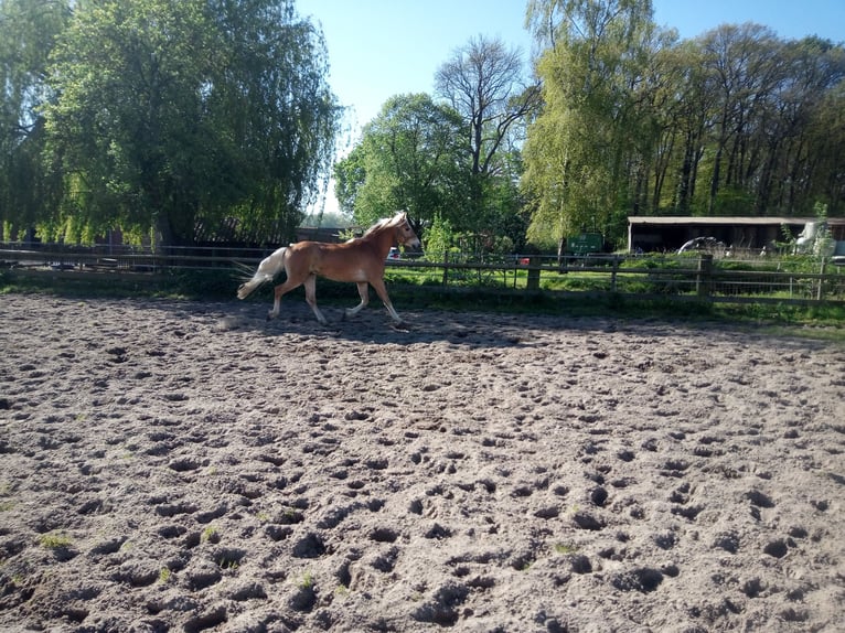 German Riding Pony Gelding 3 years  in Hamm
