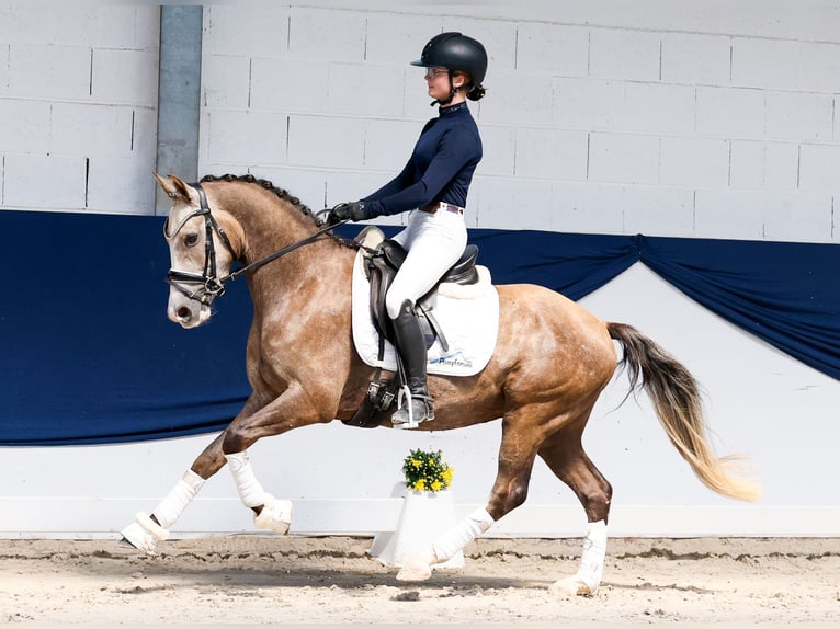 German Riding Pony Gelding 3 years Palomino in Marsberg