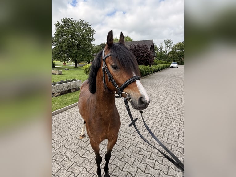 German Riding Pony Gelding 4 years 13.1 hh Brown in Nordwalde