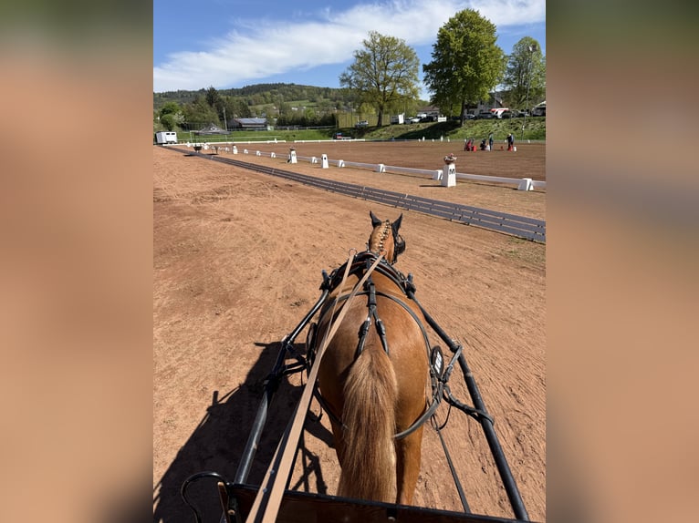 German Riding Pony Gelding 4 years 13.1 hh Chestnut-Red in Vaihingen an der Enz