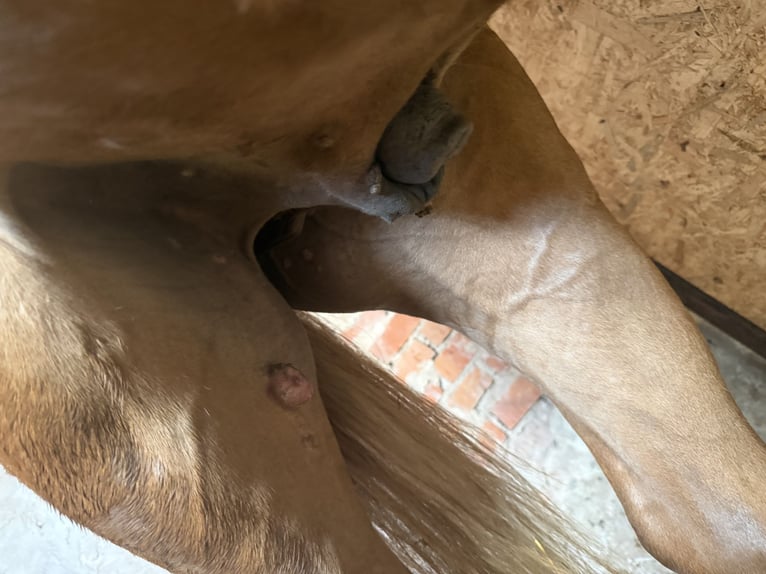 German Riding Pony Gelding 4 years 13.1 hh Chestnut-Red in Vaihingen an der Enz