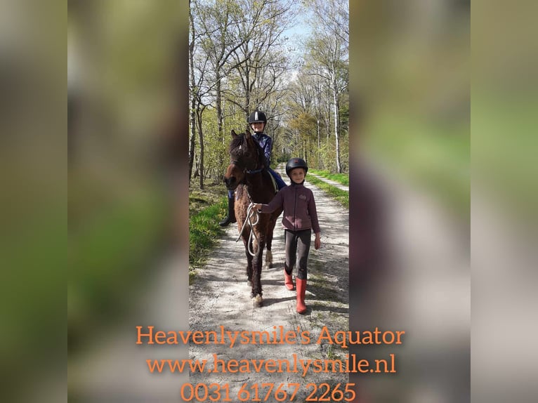 German Riding Pony Mix Gelding 4 years 13,2 hh Brown in ruinen