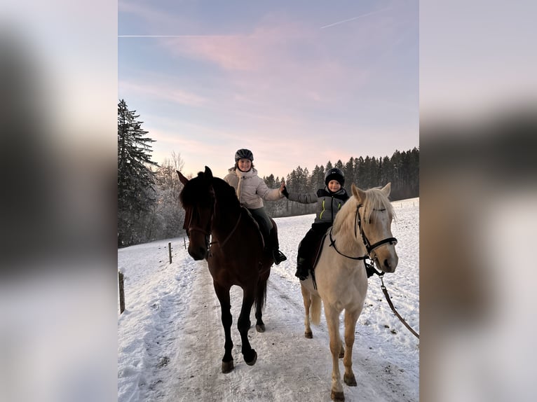 German Riding Pony Gelding 4 years 13,2 hh Palomino in Aeugst am Albis