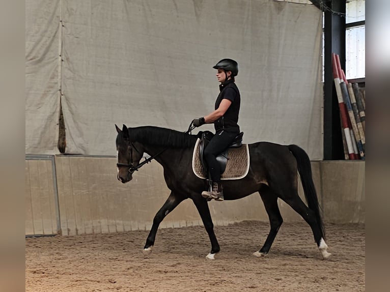 German Riding Pony Gelding 4 years 13.3 hh Brown in Holle