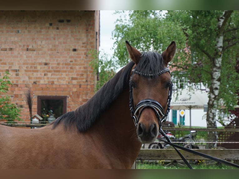 German Riding Pony Gelding 4 years 13,3 hh Buckskin in Haunetal