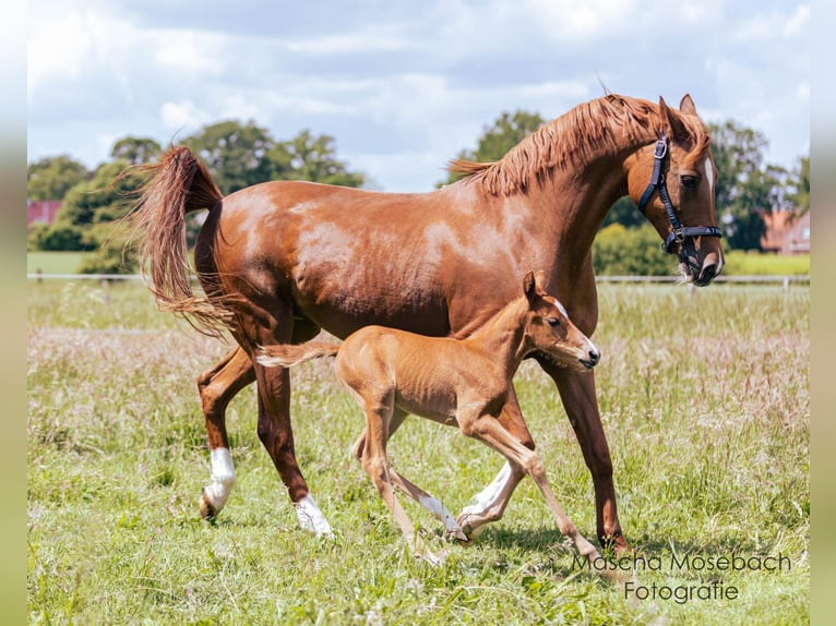 German Riding Pony Gelding 4 years 13.3 hh Chestnut-Red in Petershagen
