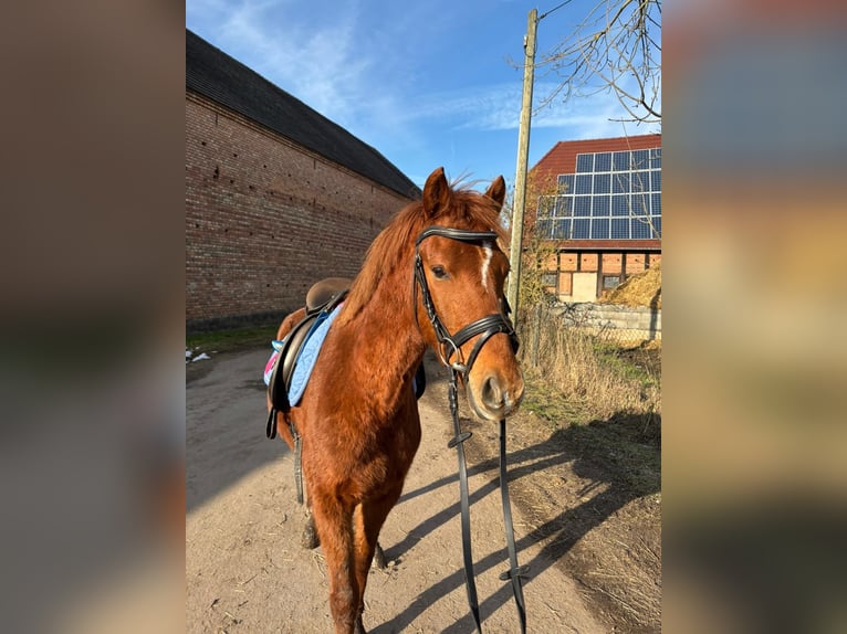 German Riding Pony Gelding 4 years 13.3 hh Chestnut-Red in Libbesdorf