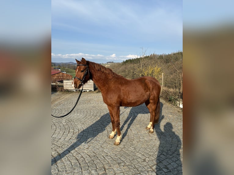 German Riding Pony Gelding 4 years 13,1 hh Chestnut-Red in Prambachkirchen