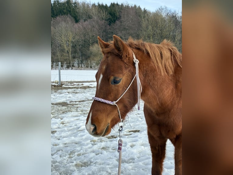 German Riding Pony Gelding 4 years 13,1 hh Chestnut-Red in Prambachkirchen