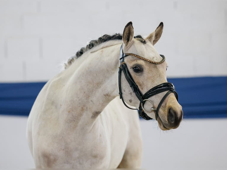 German Riding Pony Gelding 4 years 13,2 hh Dun in Marsberg