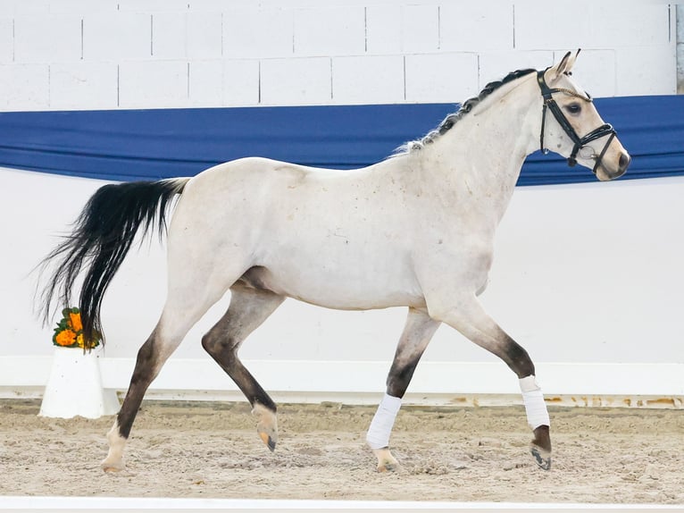 German Riding Pony Gelding 4 years 13,2 hh Dun in Marsberg