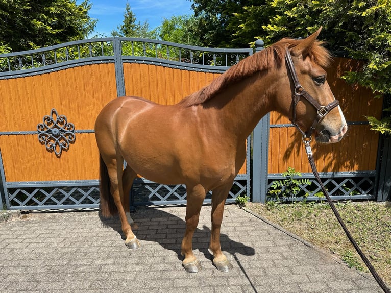 German Riding Pony Gelding 4 years 13,2 hh Sorrel in Gangloffs&#xF6;mmern