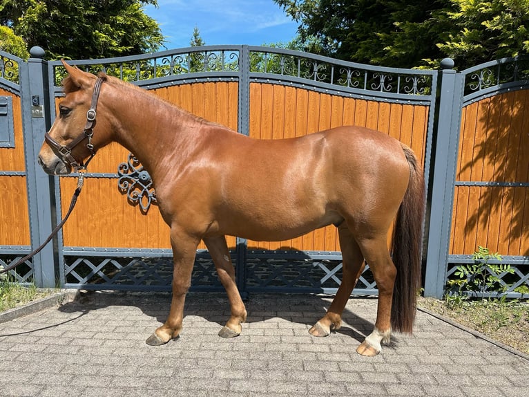 German Riding Pony Gelding 4 years 13,2 hh Sorrel in Gangloffs&#xF6;mmern