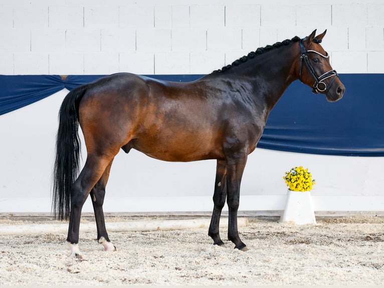 German Riding Pony Gelding 4 years 13,3 hh Brown in Marsberg