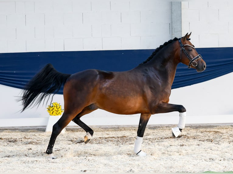 German Riding Pony Gelding 4 years 13,3 hh Brown in Marsberg