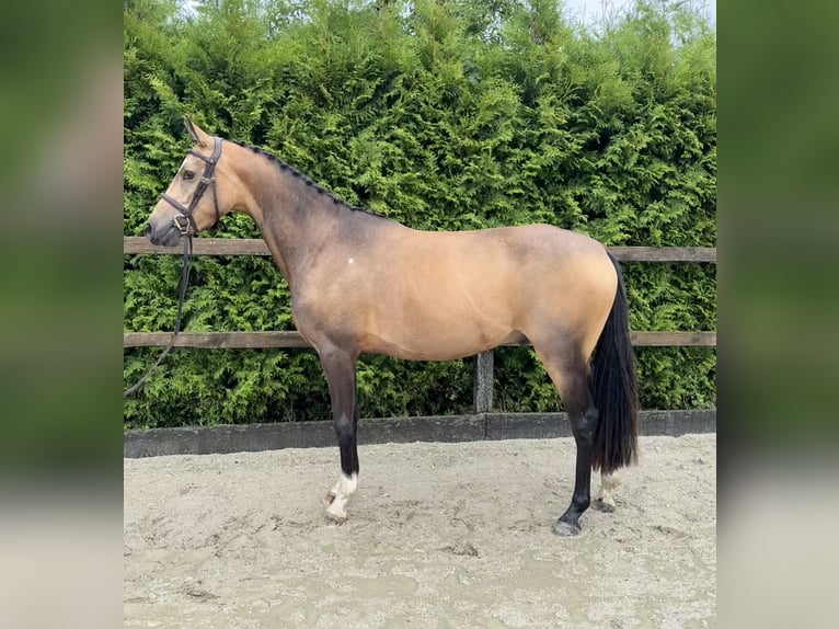 German Riding Pony Gelding 4 years 13,3 hh Buckskin in Lohne (Oldenburg)