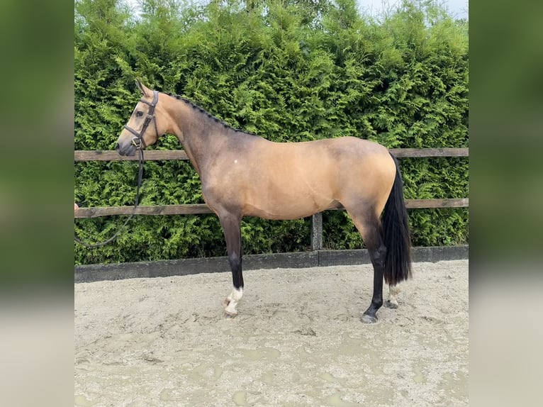 German Riding Pony Gelding 4 years 13,3 hh Buckskin in Lohne (Oldenburg)