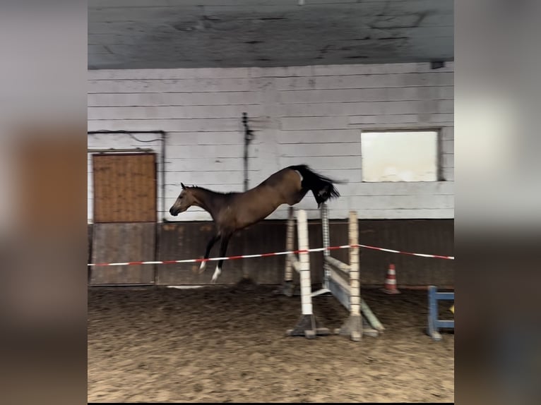 German Riding Pony Gelding 4 years 13,3 hh Buckskin in Lohne (Oldenburg)
