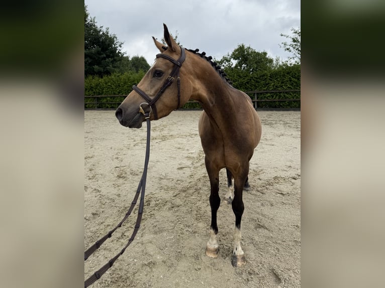German Riding Pony Gelding 4 years 13,3 hh Buckskin in Lohne (Oldenburg)