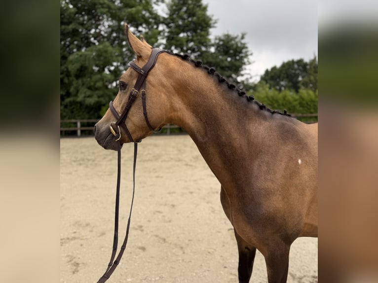 German Riding Pony Gelding 4 years 13,3 hh Buckskin in Lohne (Oldenburg)