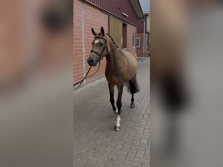 German Riding Pony Gelding 4 years 13,3 hh Buckskin in Lohne (Oldenburg)