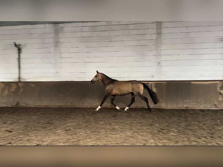German Riding Pony Gelding 4 years 13,3 hh Buckskin in Lohne (Oldenburg)