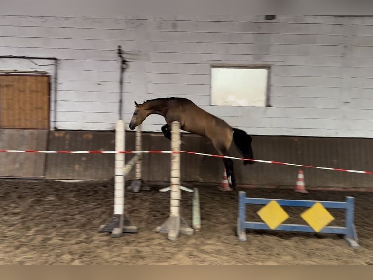 German Riding Pony Gelding 4 years 13,3 hh Buckskin in Lohne (Oldenburg)