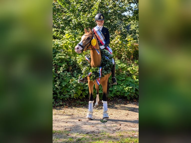 German Riding Pony Gelding 4 years 13,3 hh in Timmendorfer Strand