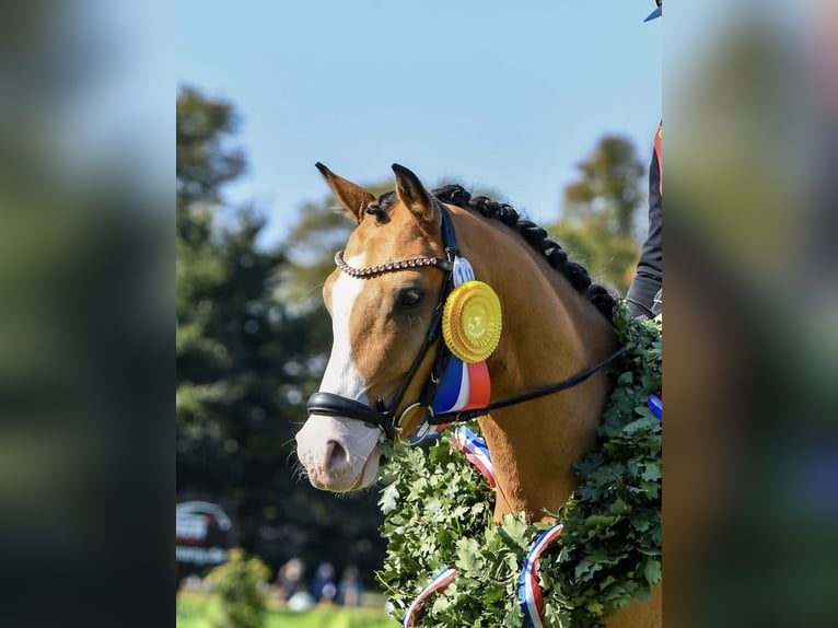 German Riding Pony Gelding 4 years 13,3 hh in Timmendorfer Strand