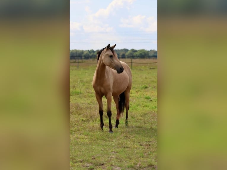 German Riding Pony Gelding 4 years 13,3 hh Dun in Lauta