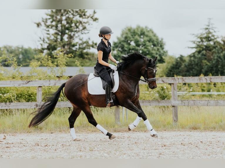 German Riding Pony Gelding 4 years 14,1 hh Bay-Dark in Löwenberger Land