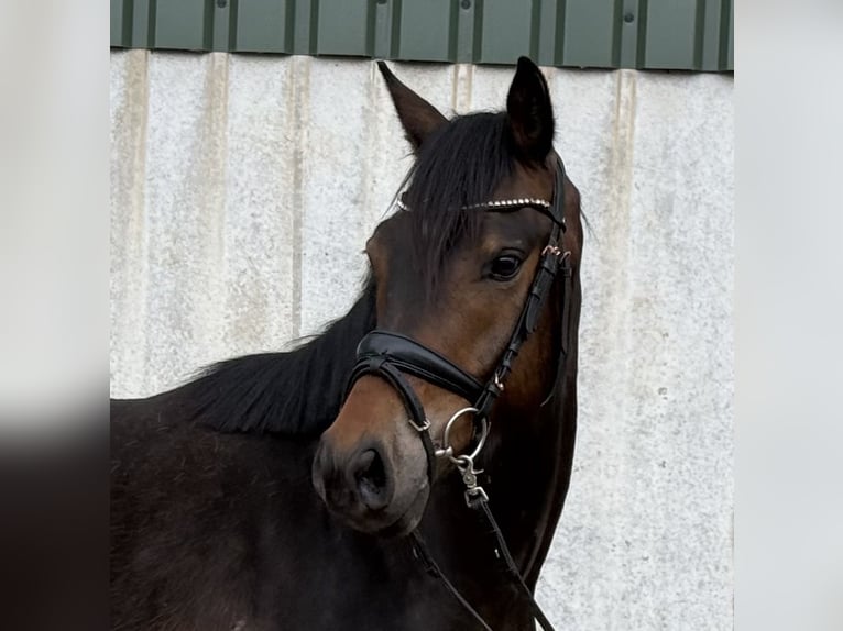 German Riding Pony Gelding 4 years 14.1 hh Bay-Dark in Treuenbrietzen