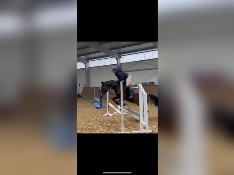 German Riding Pony Gelding 4 years 14,1 hh Bay-Dark in Parthenstein