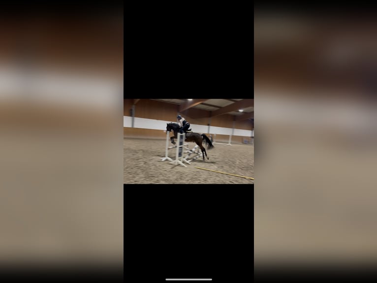 German Riding Pony Gelding 4 years 14,1 hh Bay-Dark in Parthenstein