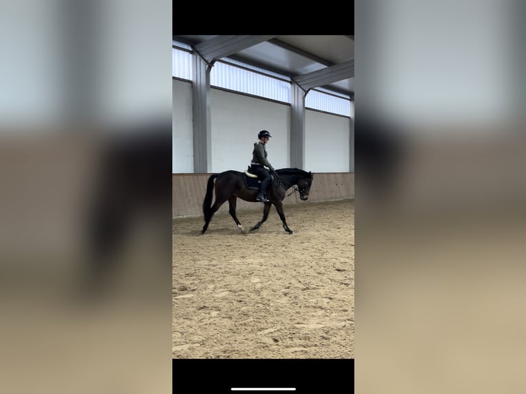 German Riding Pony Gelding 4 years 14,1 hh Bay-Dark in Parthenstein