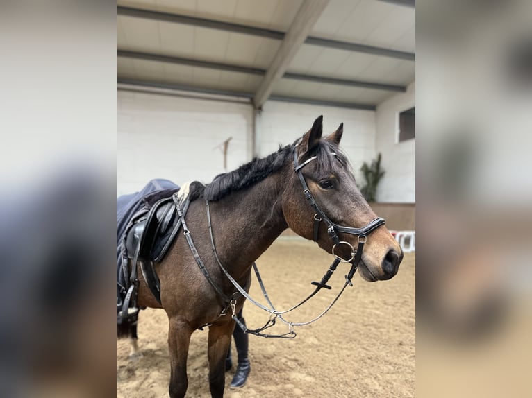 German Riding Pony Gelding 4 years 14,1 hh Bay-Dark in Parthenstein