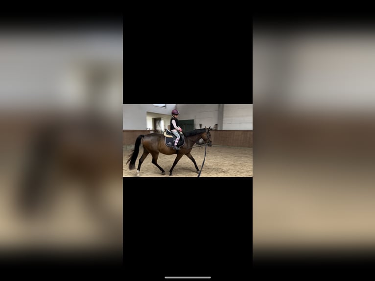 German Riding Pony Gelding 4 years 14,1 hh Bay-Dark in Parthenstein