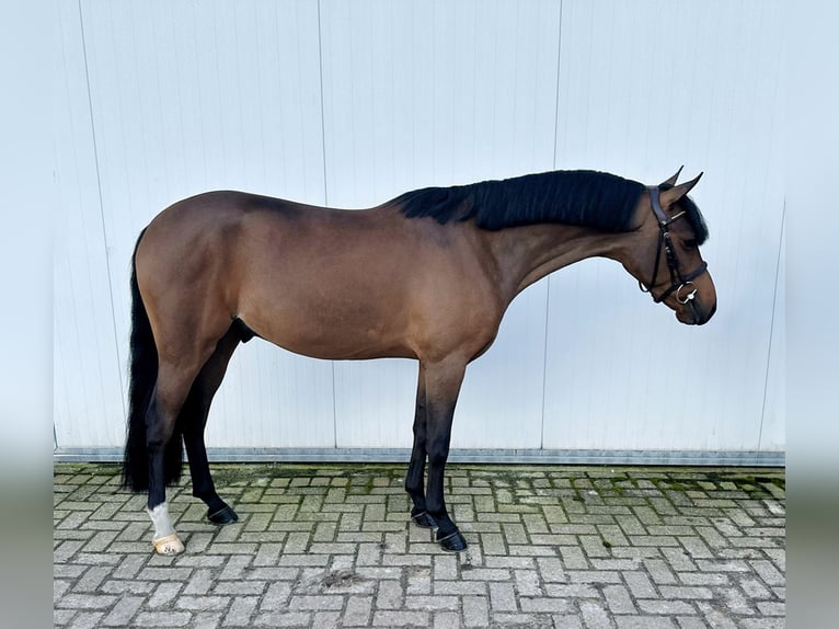 German Riding Pony Gelding 4 years 14,1 hh Bay-Dark in Deurne